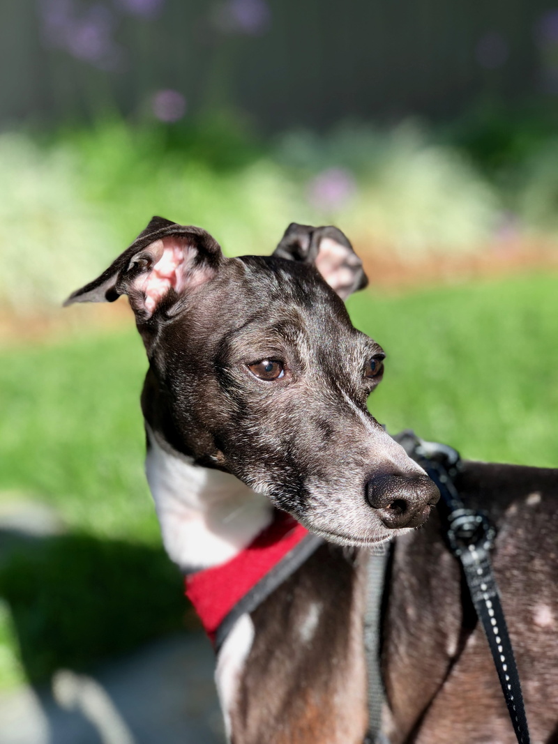 coated, focus on foreground, face, domestic, photography, dog, animal body part, animal, close-up, green, mouth open, focus, human, no people, leash, looking