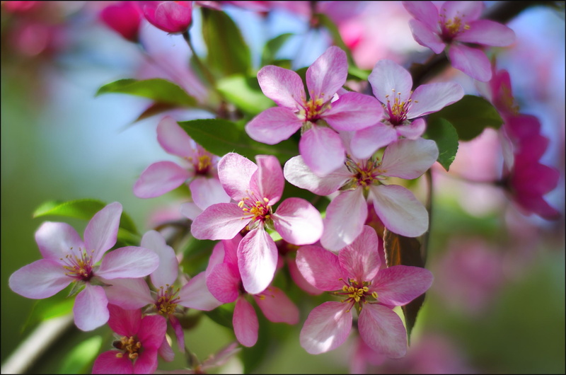 1080P, nature, beauty, flowering, flowers, Apple, spring, Simferopol, Park