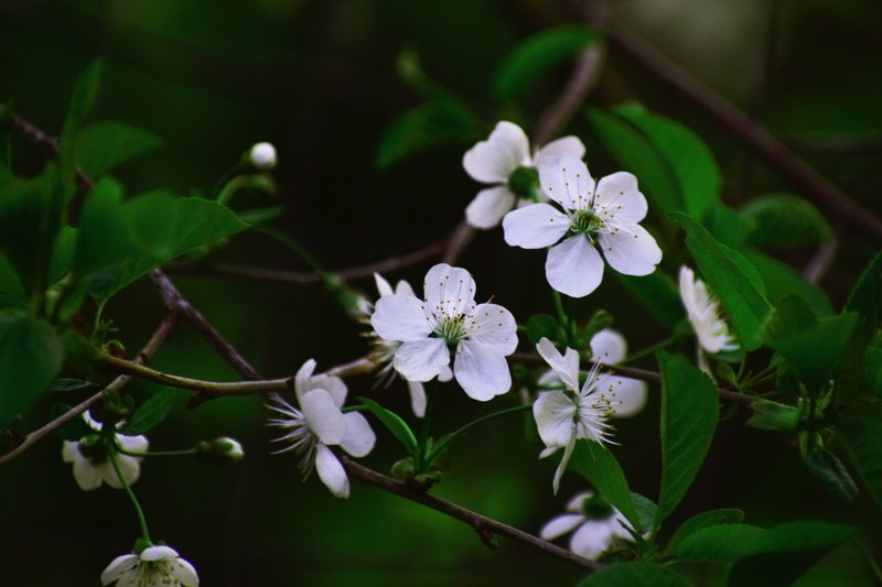 5K, color, tree, fragility, pollen, freshness, garden, close-up, focus on foreground, park, white, nature, leaf, spring, day, blooming, bud, vulnerability