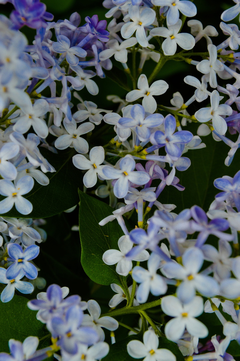 inflorescence, fragility, branch, leaf, bunch of flowers, park, shrub, vulnerability, leaves, outdoors, apple flower, flowering plant, close-up, flowers