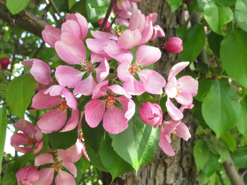 no people, plant part, park, blossom, 4K, leaf, apple tree, outdoors, nature, flower, freshness, focus on foreground, close-up, flowering plant, petal