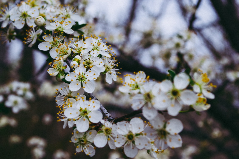 pollen, bunch of flowers, bud, vulnerability, fragility, focus on foreground, spring, freshness, no people, flowers, shallow, outdoors, day, focus, blooming