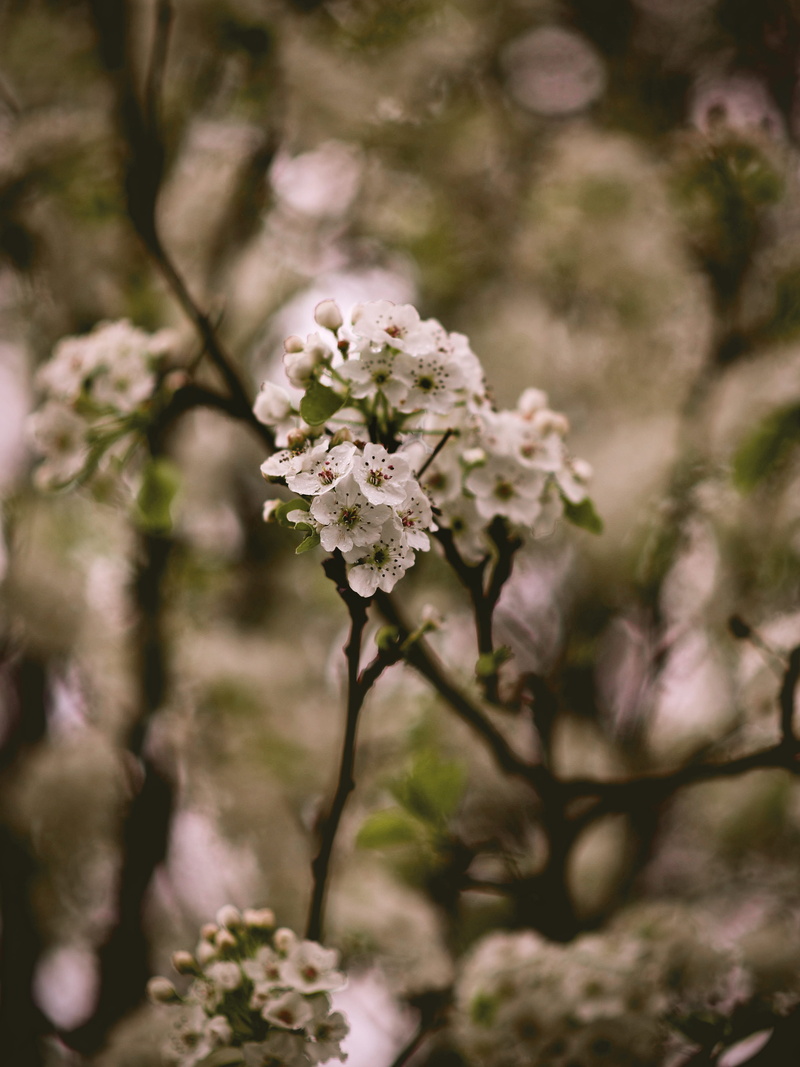 beautiful, spring, petaled, branch, flower, flowers, beauty in nature, tree, vulnerability, selective focus, cherry tree, inflorescence, cherry blossoms