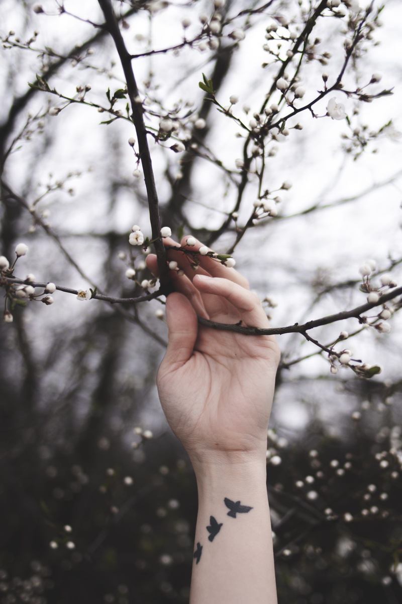human hand, flower, person, lifestyles, branch, cherry blossom, finger, park, blossom, holding, wood, tree, flora, flower buds, body part, human finger