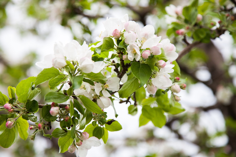 outdoors, blooming apple tree, flower Head, fragility, garden, petal, beauty in nature, apple, flowering tree, flower, growth, apple blossoms, park, plant part