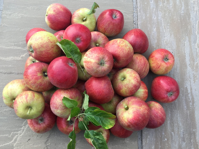 ripe, healthy eating, freshness, wellbeing, food, close-up, group of objects, 2K, red, leaf, large group of objects, day, no people, apple - fruit, food and drink