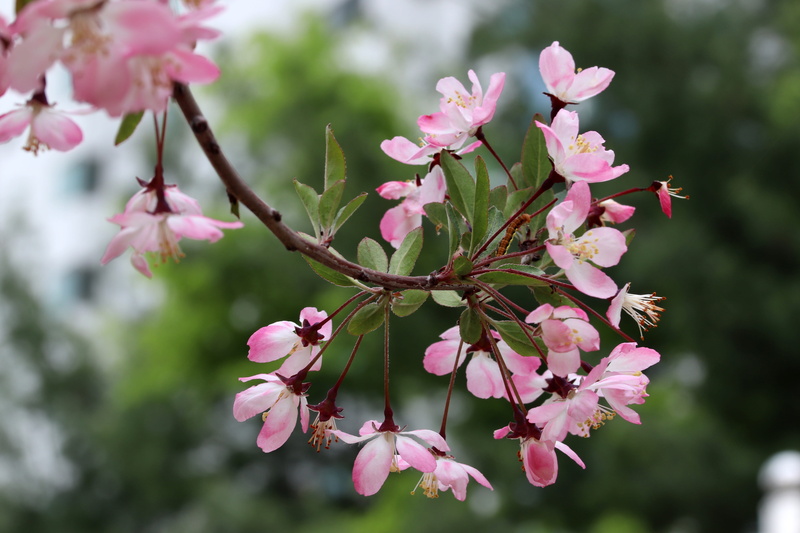 beauty in nature, flower head, beautiful, season, pollen, close-up, pink, branch, flower tree, focus on foreground, tree, garden, flowering plant, vulnerability