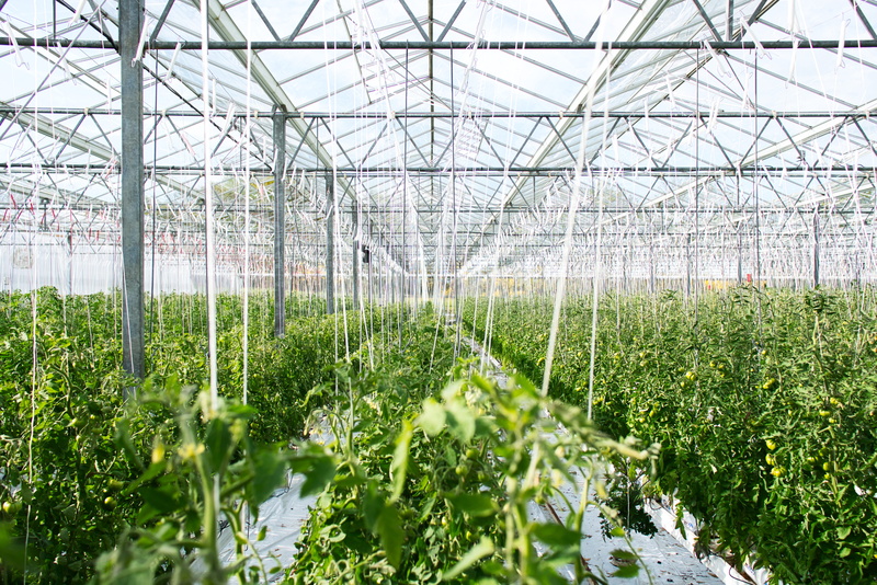 rope, plant, no people, greenhouse, day, white, fruit, green, indoors, green color, gardening, line, tomato, freshness, agriculture, botany, house, beauty in nature