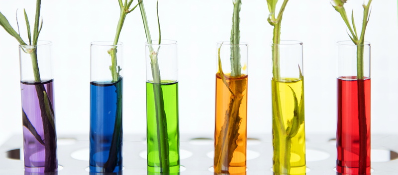 liquid, beautiful, coloring, decoration, botany, scientific experiment, medical research, background, indoors, transparent, education, biology, nature
