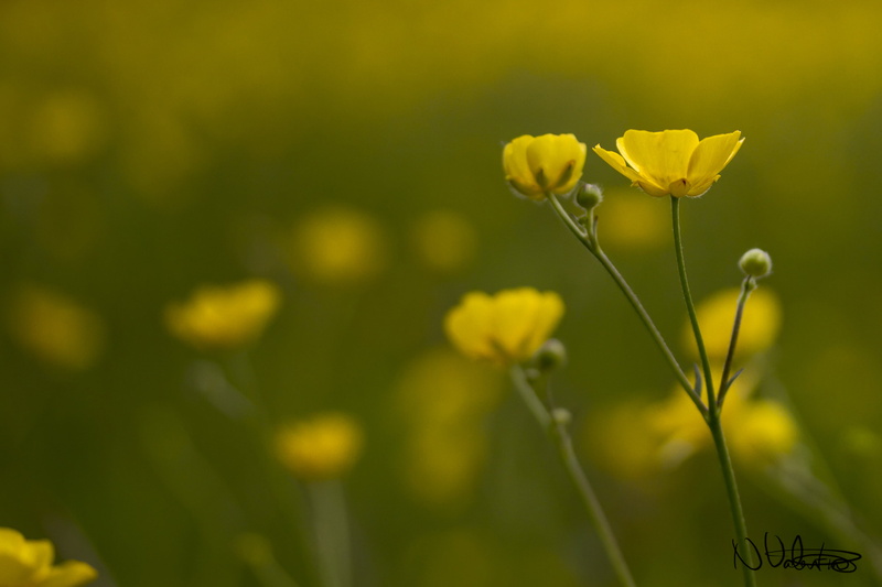 springtime, petal, Manic, depth, photography, view, flower, plant, Valentine, summer, UK, nature, yellow, Peterborough, 2K, feeling, That summer
