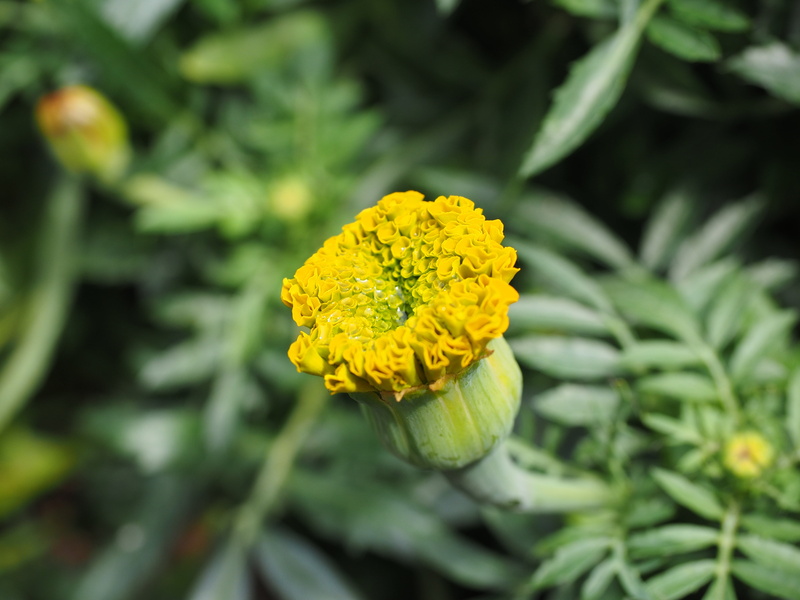 nature, bloom, springtime, balcony flower, growth, inflorescence, selective focus, close-up, day, marigold, bucket flower, marigolds, outdoors, no people