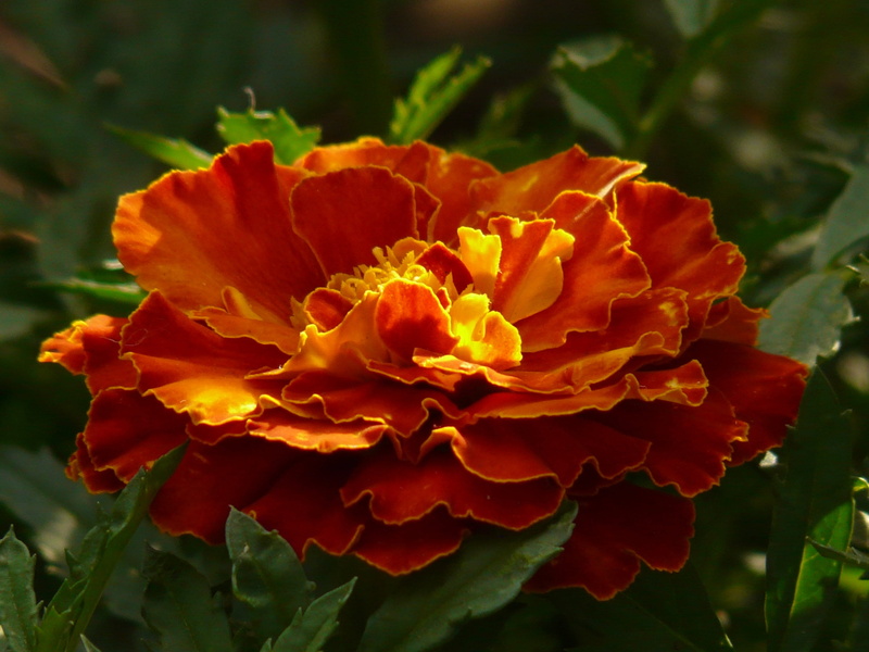 blossom, plant part, balcony flower, land, flower, balcony plant, summer flower, turkish carnation, marigolds, bloom, dead flower, vulnerability, colorful