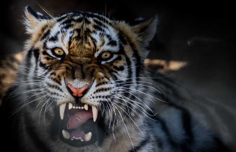 4K, tiger, growling, hd, Animal
