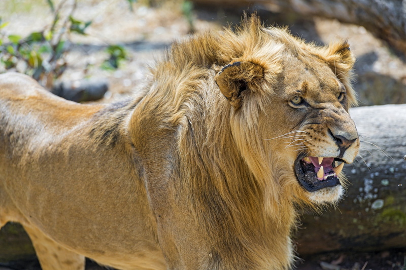 vertebrate, animals in the wild, Young, undomesticated cat, big cat, roaring, Growl, outdoors, animal mouth, mammal, 2K, anger, muzzle, portrait, animal wildlife