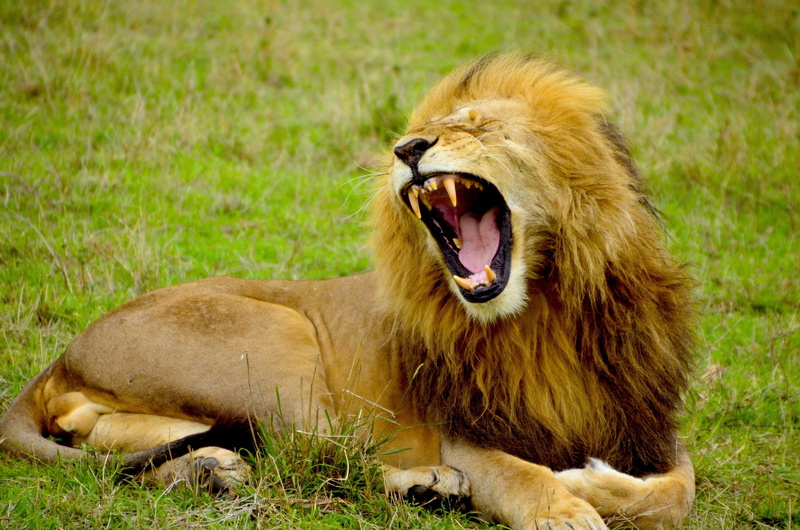 animal themes, male, relaxation, brown, mammal, safari, dangerous, mouth, lion - feline, field, africa, yawning, roaring, animals in the wild, 1080P, beautiful