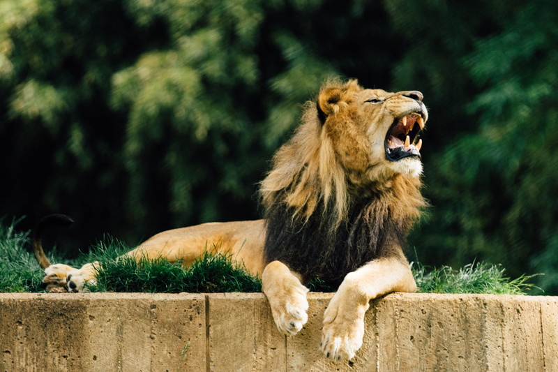 mouth open, dangerous, safari, outdoors, no people, lioness, wildcat, lion - feline, fur, animal, undomesticated cat, nature, 4K, cat, carnivora, mouth