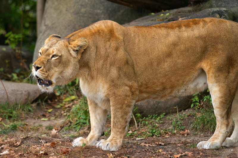 2K, cat, lioness, growls