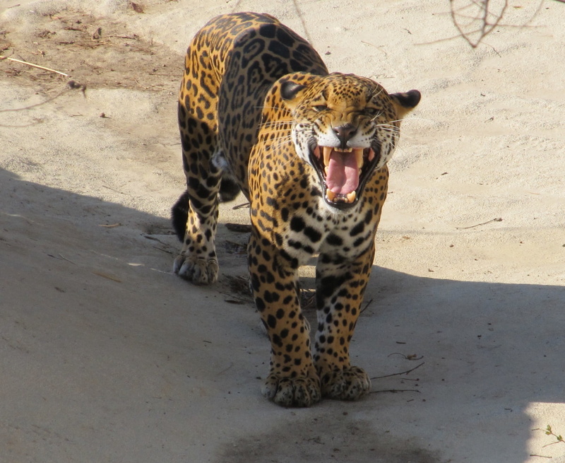 leopard, animal wildlife, outdoors, cheetah, captivity, jaguar, nature, snarling, sand, 1080P, hunter, growling, carnivora, one animal, vertebrate, spotted