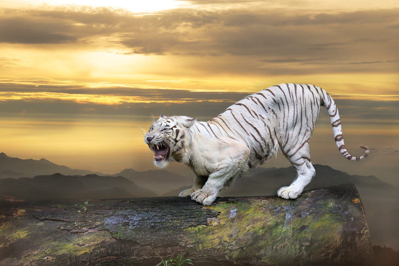 white, treatment, paws, tiger, 1080P, sunset, evil, mountains, clouds, log, the sky, aggression, pose, roar, mouth, look, collage, view, photoshop, growls