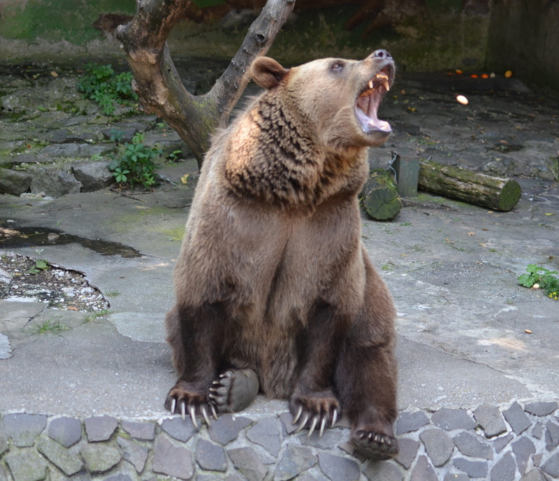 one Animal, growling, mouth, Bear, sitting, plant, mammal, Beast, wildlife, mouth open, animal wildlife, looking, large, forest, no people, day, footpath