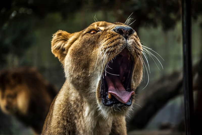 lion - feline, animal teeth, roaring, dangerous, lioness, mammal, female, snarling, growling, feline, one animal, whisker, daytime, focus on foreground