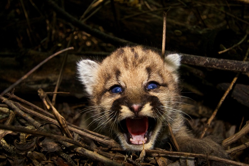 wildlife, animal teeth, cub, animal body part, animal head, outdoors, animal mouth, predator, wilderness, day, leopard, mouth, animal wildlife, no people
