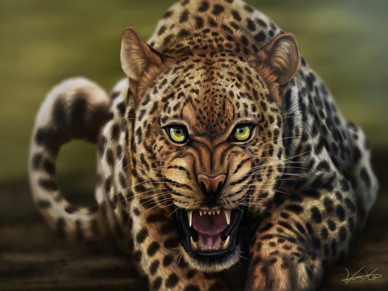 jaguar, mouth open, carnivore, whisker, lying Down, look, endangered Species, leopard, wildlife, no People, animal Head, one Animal, animals In The Wild