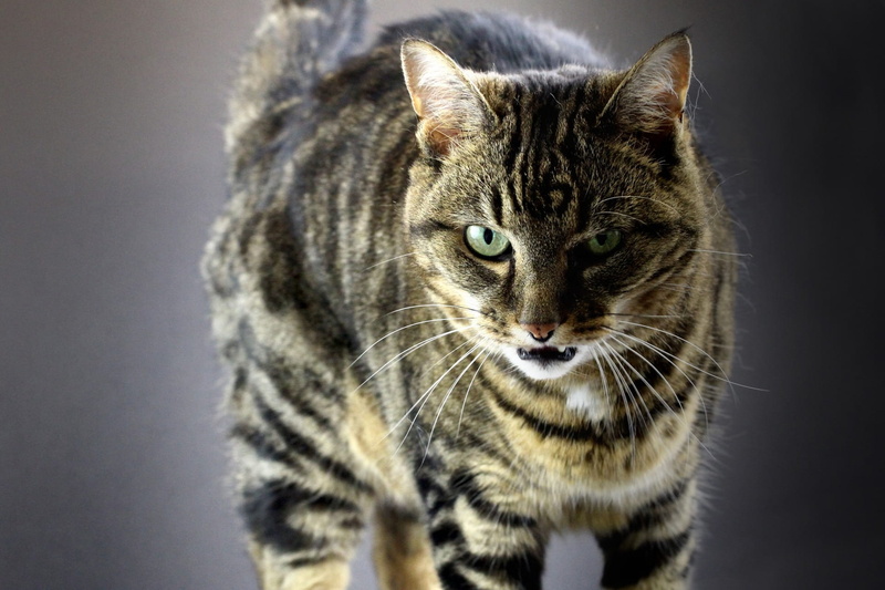 cat eyes, 1080P, tabby cat, gray, animal themes, close-up, no people, animal, gray background, domestic cat, mouth open, green eyes, domestic animals
