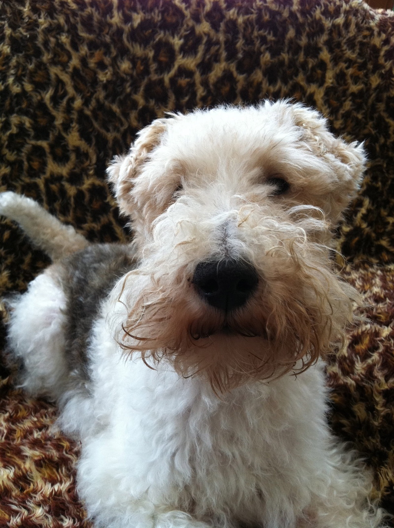 adorable, mammal, companion, pet, terrier, growl, canine, hair, no people, animal body part, carnivore, breed, portrait, fido, domestic animals, animal