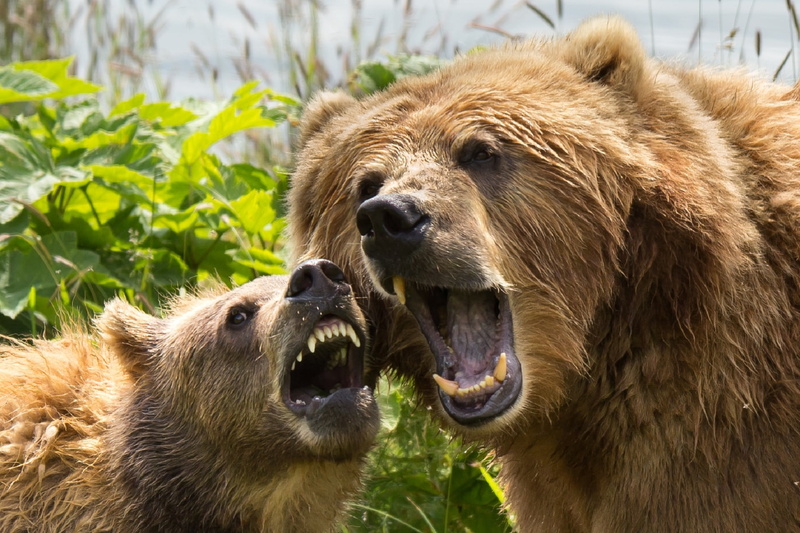 daytime, trees, close-up, fur, mouth open, vertebrate, snarling, cub, brown, teeth, wilderness, group of animals, aggression, furry, focus on foreground