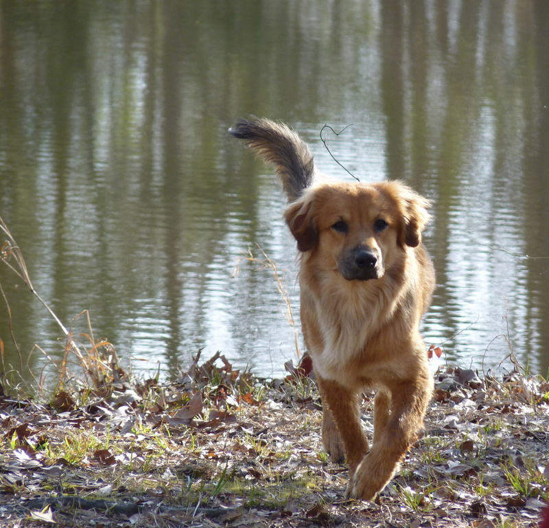 outside, mutt, vertebrate, no people, pup, domestic animals, day, reflection, brown, paw, animal themes, 1080P, animal, water, one animal, nature, pooch
