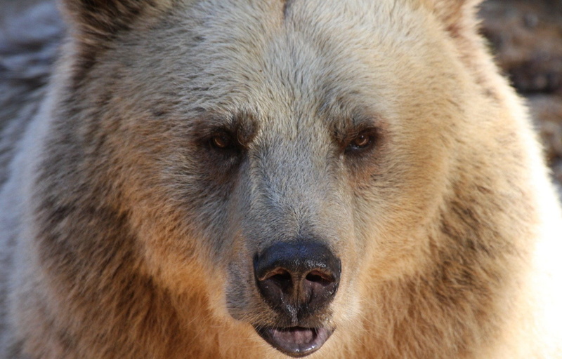 danger, day, animals in the wild, fur, beast, alaska, conservation, species, strong, vertebrate, growl, furry, face, power, bear, snarl, dangerous, claw