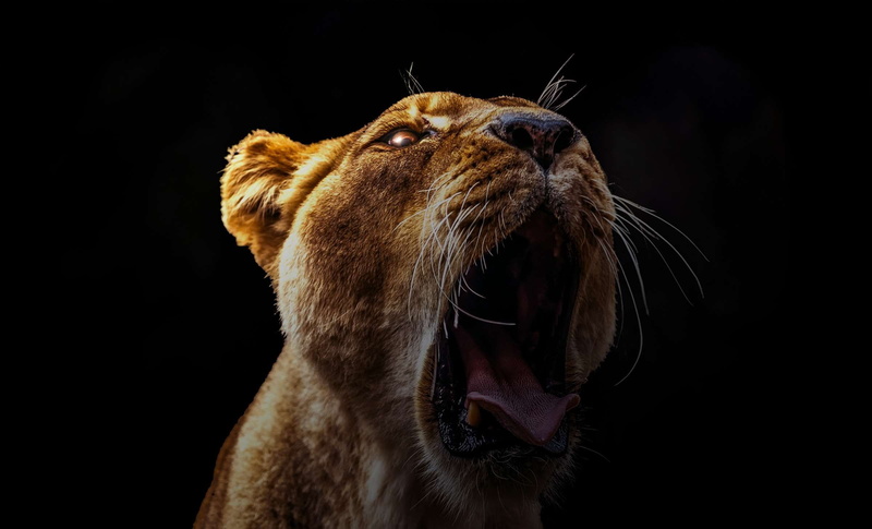 roaring, lion, mouth, looking, fur, black background, close up, lion head, whiskers, one animal, feline, vertebrate, animal mouth, close-up, animal themes