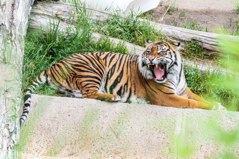 predator, growls, lies, fangs, grin, mouth, 4K, tiger, face
