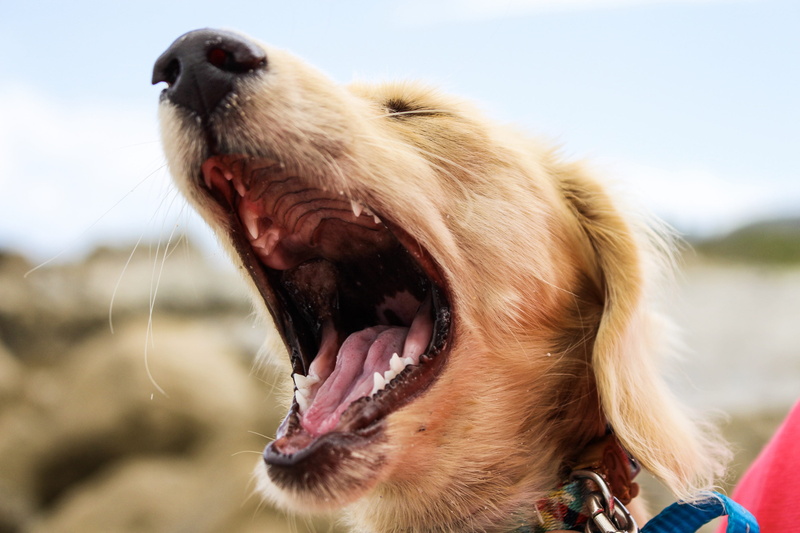 animal, animal tongue, mammal, vertebrate, animal mouth, outdoors, dog, growling, aggression, close-up, focus on foreground, canine, no people, 2K, lens