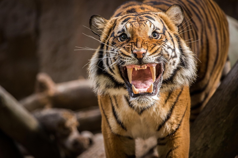 Tiger, Growl, teeth, 1080P