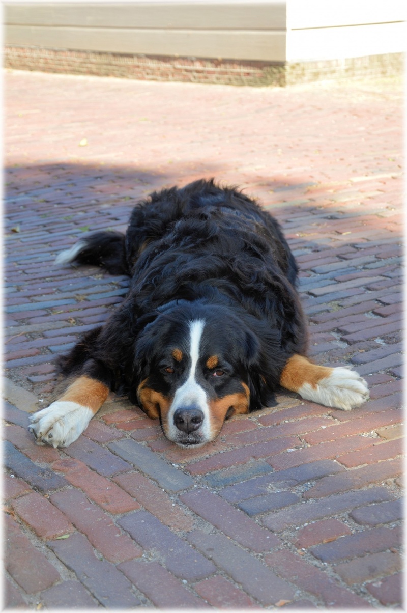 companion, one animal, pet, bark, bernese mountain dog, puppy, looking at camera, mongrel, vet, canine, species, sitting, trained, mutt, domestic, close-up