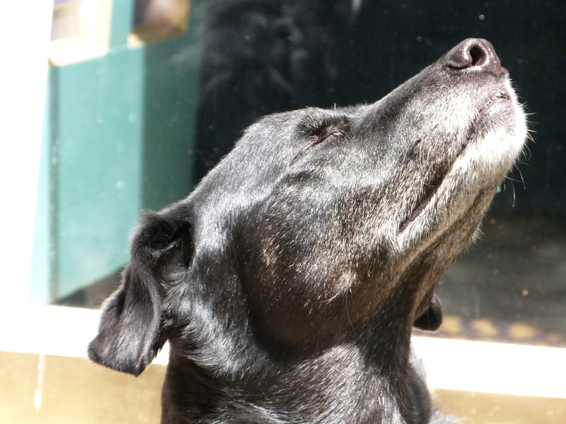 no people, 4K, close-up, obedient, animal themes, window, focus on foreground, pet, pal, growl, sniffing, purebred, cute, one animal, domestic animals