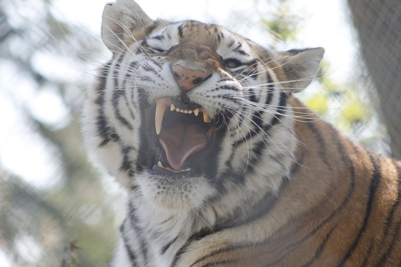 animal wildlife, focus on foreground, animal, no people, animal teeth, mouth, animal body part, tiger, big cat, domestic animals, domestic cat, pets, one animal