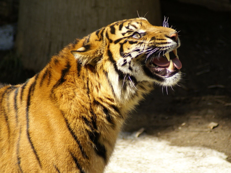 eyes on vacati, contorts the face, Tiger, 720P, growls