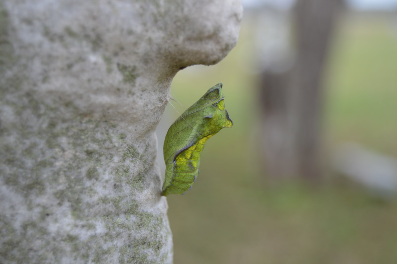 textured, transmute, entomology, close-up, insect, transform, butterfly, vertebrate, nature, selective focus, creature, animals in the wild, animal themes