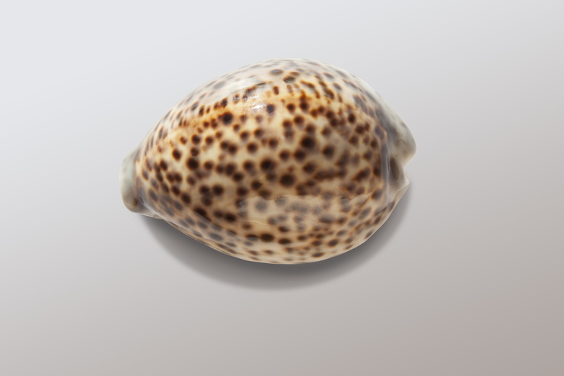 close-up, food and drink, food, single object, cash and cash equivalents, cut out, porzellanschnecke, hindustan, 4K, snail, healthy eating, pattern, holiday