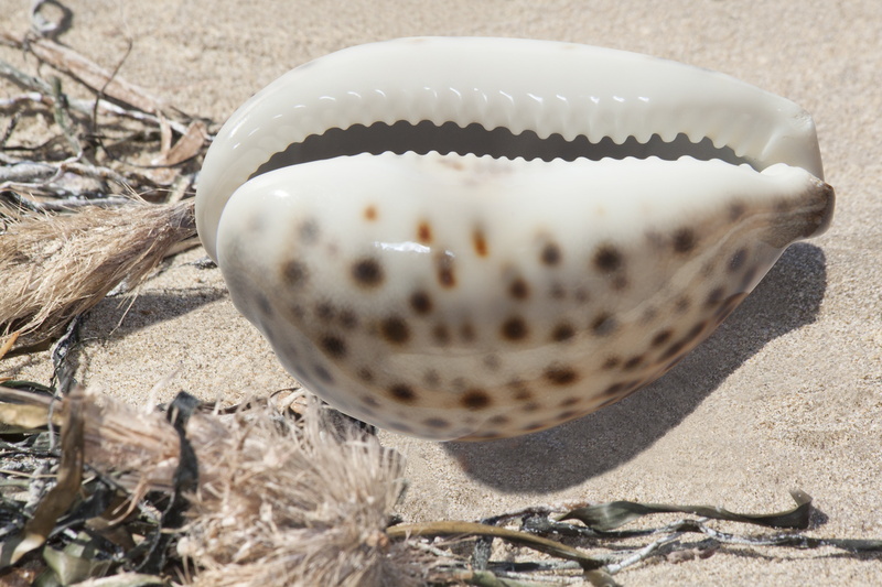close-up, cash and cash equivalents, 4K, day, seashell, white color, jewellery, focus on foreground, sand beach, holiday, plant, animals in the wild, decorative