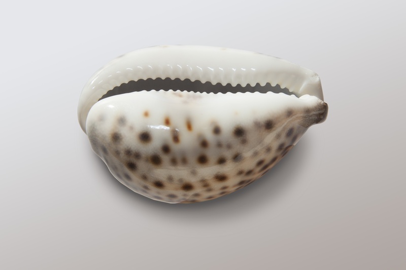 shell, india, single object, high angle view, jewellery, freshness, hindustan, below, holiday, wellbeing, gray, cut out, tooth, pattern, directly above