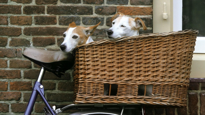coat, white, en bicicleta, esperando, short, paseo, medium, para, brown, 1080P, animals, pasear, dogs