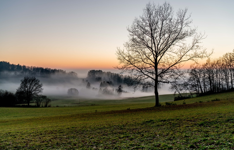 landscape, green fields, oberpfalz, pro, tree, autumn, Bayern, europa, landscape photography, green, grass, Beauty, fog, full  frame, upper  palatinate