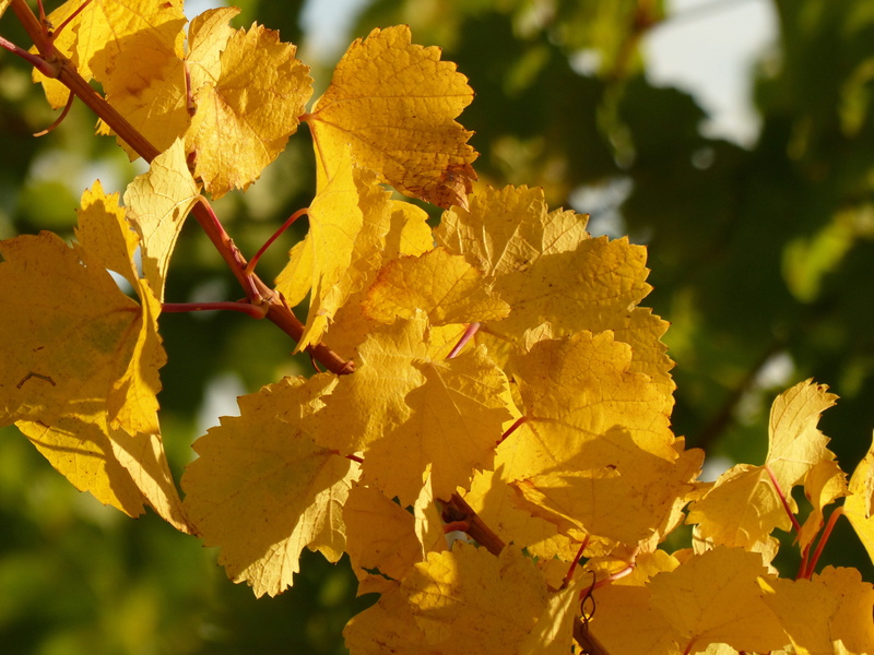 focus on foreground, growth, autumn, natural condition, vulnerability, tree, close-up, fragility, nature, beauty in nature, yellow, leaves, leaf, vine