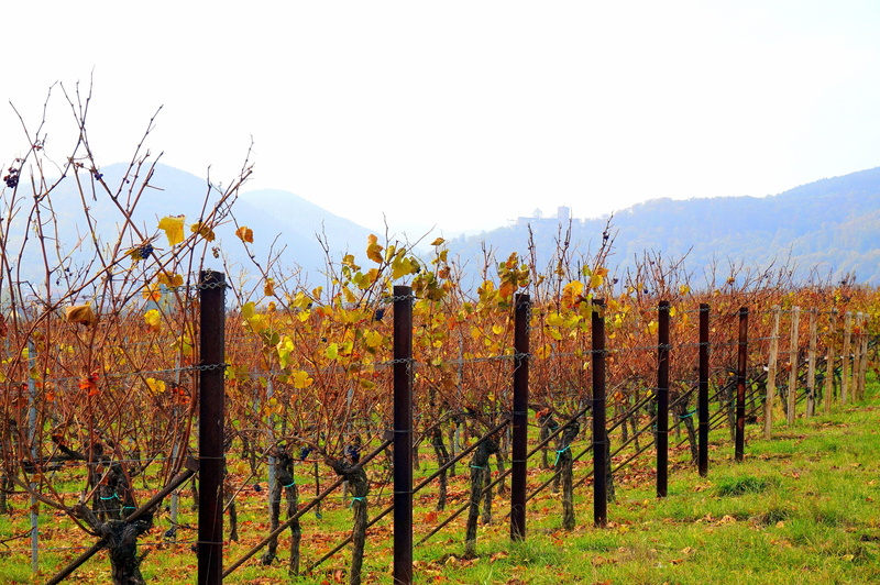 security, no people, landscape, palatinate, nature, plant, vineyard, day, vines, post, safety, winemaking, 4K, plantation, autumn, change, fence, sky