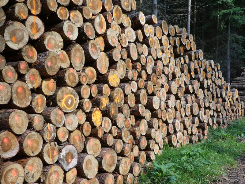 background, plant, sawed off, 4K, tree trunks, no people, abundance, outdoors, cutting, wood, log, deforestation, forest, stack, tree, timber, trees, palatinate forest