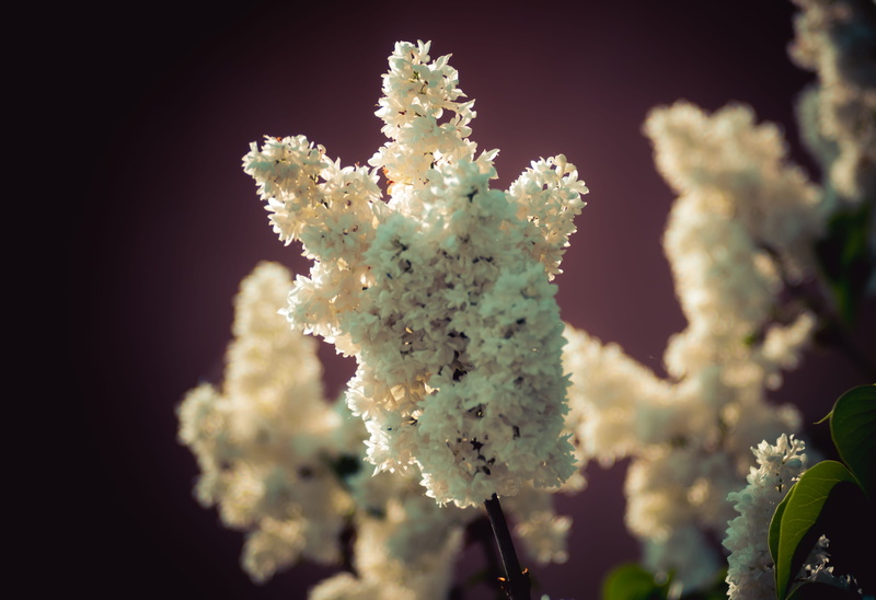 spring, lilac, no people, flowering plant, without, fragility, growth, the scenery, plant, decoration, close-up, frozen, frost, freshness, nature, tree